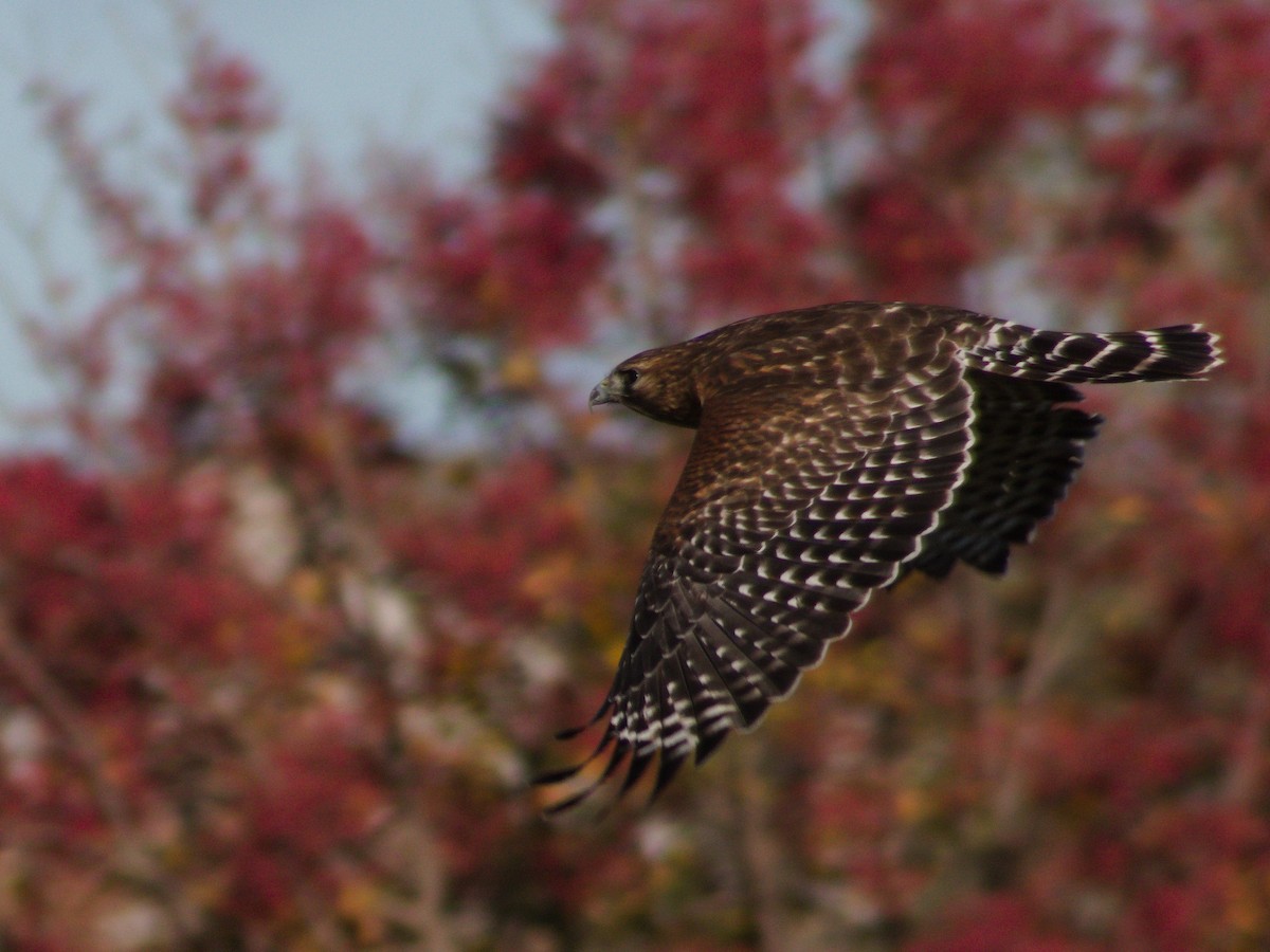 Red-shouldered Hawk - ML645636273