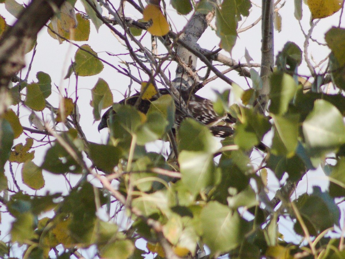 Red-shouldered Hawk - ML645636274