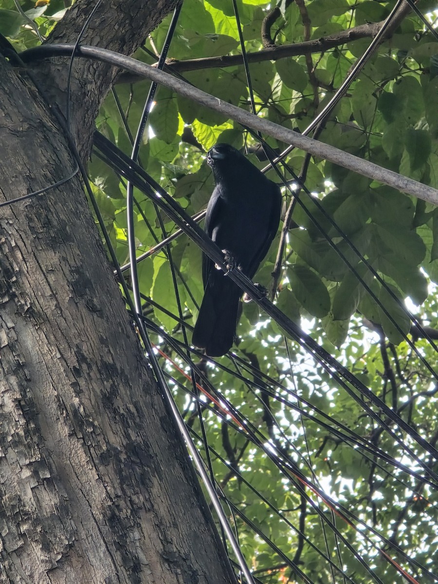 Large-billed Crow - ML645636279