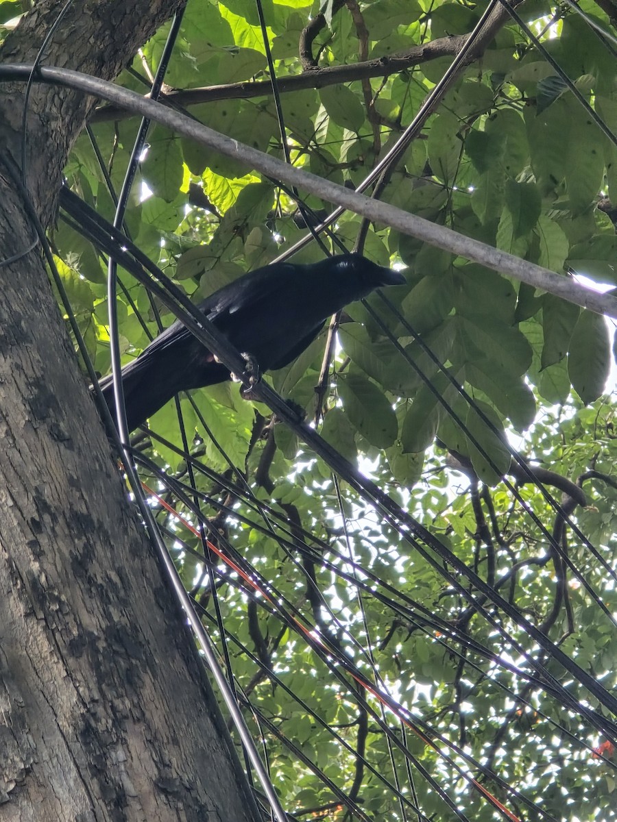 Large-billed Crow - ML645636280