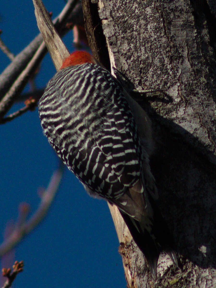 Red-bellied Woodpecker - ML645636282
