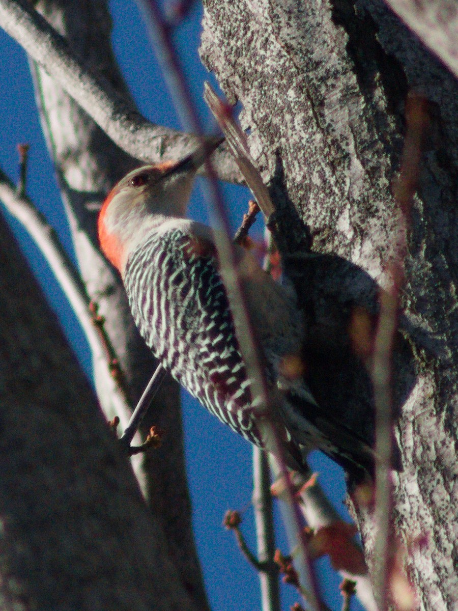 Red-bellied Woodpecker - ML645636283