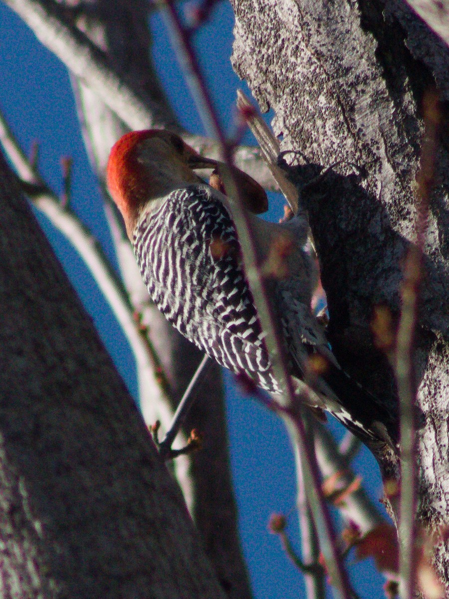 Red-bellied Woodpecker - ML645636284