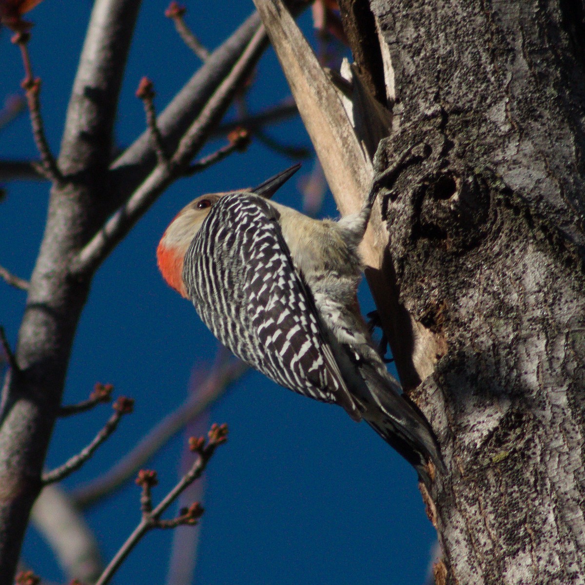 Red-bellied Woodpecker - ML645636286