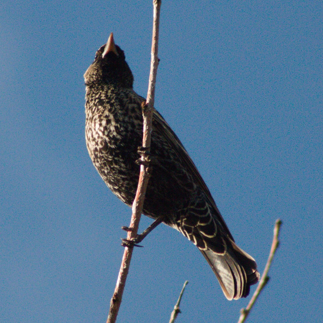 Red-winged Blackbird - ML645636287