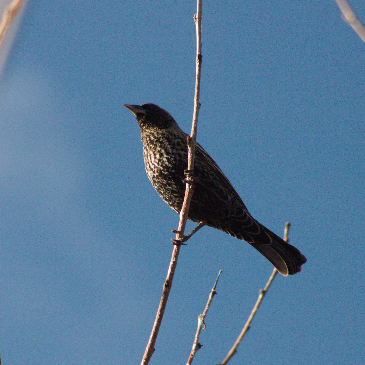 Red-winged Blackbird - ML645636288