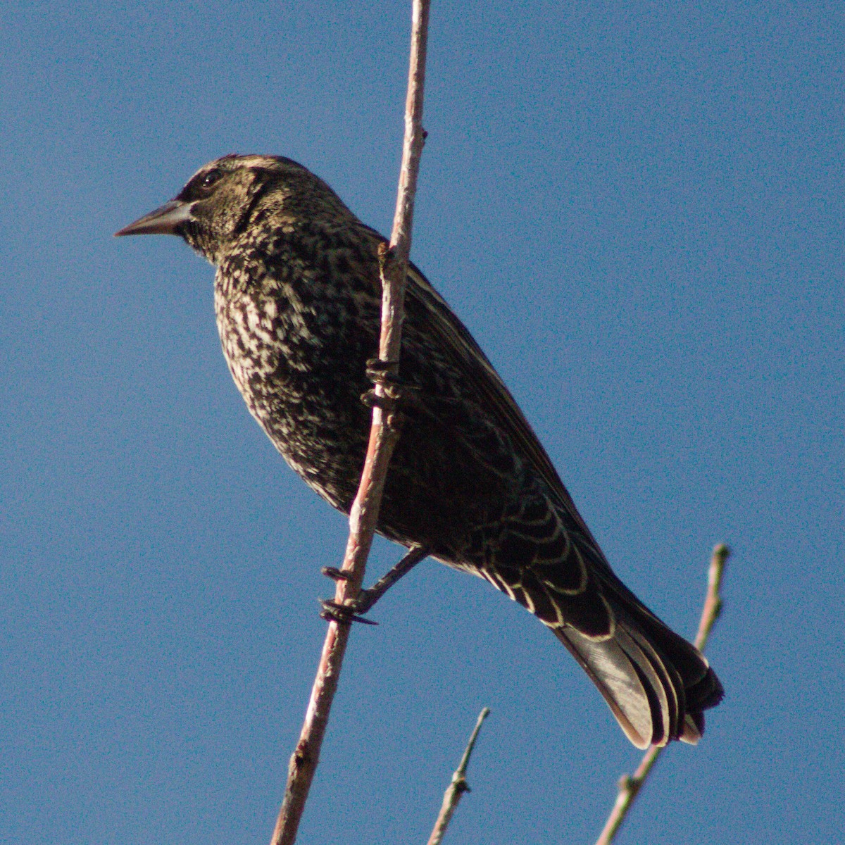 Red-winged Blackbird - ML645636291