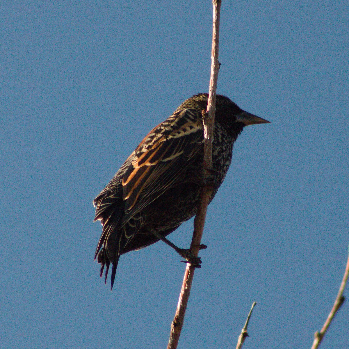 Red-winged Blackbird - ML645636292