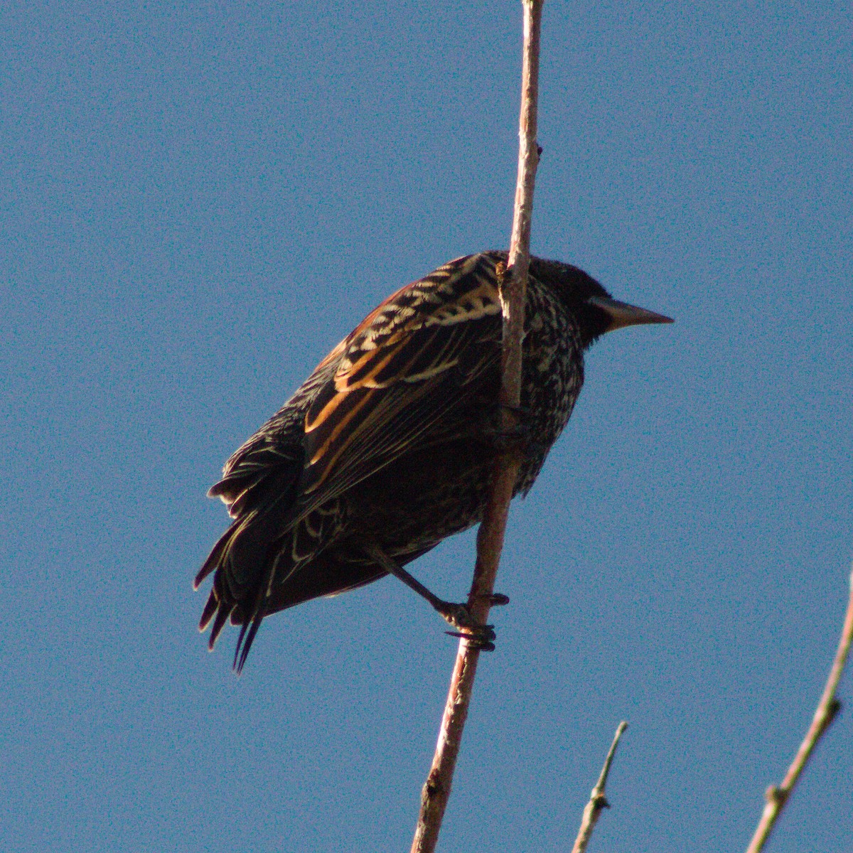 Red-winged Blackbird - ML645636293