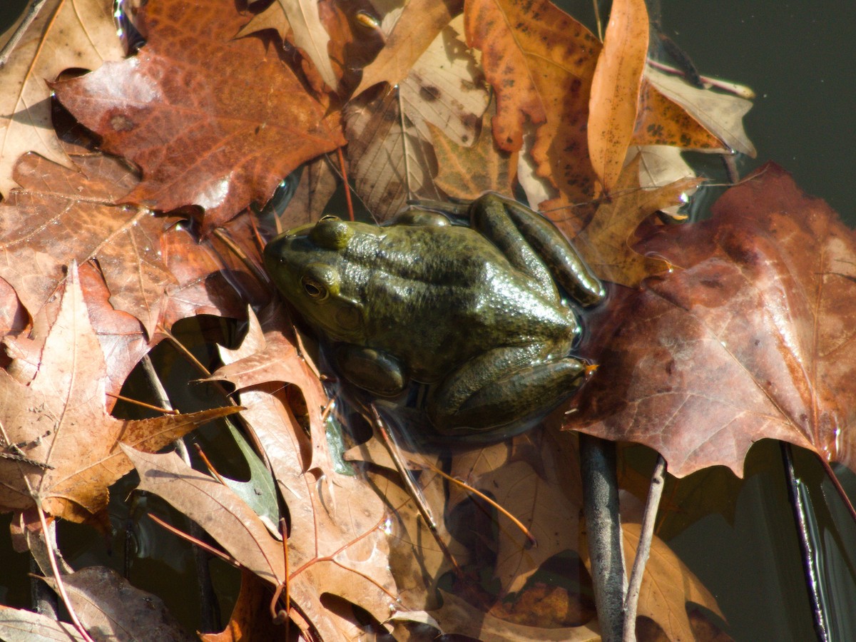 American Bullfrog - ML645636294