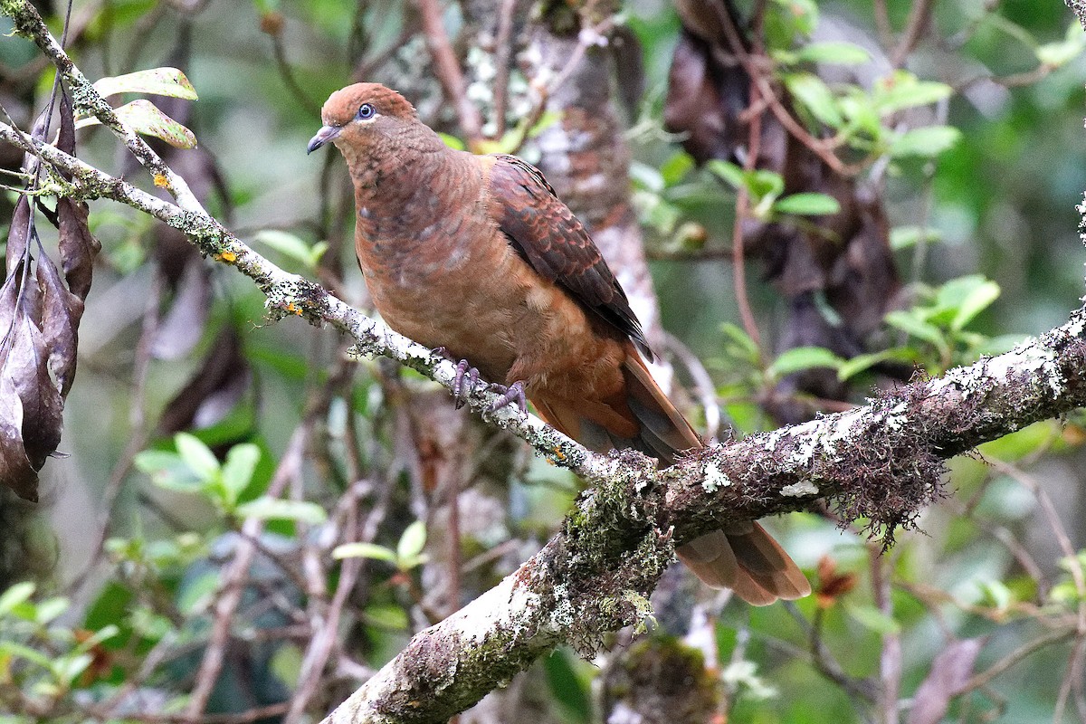 Phasianelle brune - ML645636297