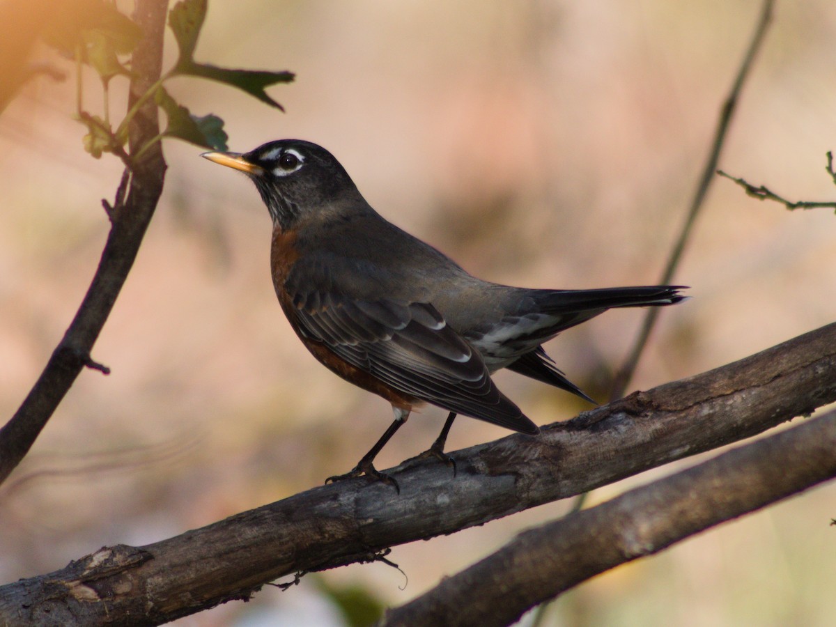American Robin - ML645636298