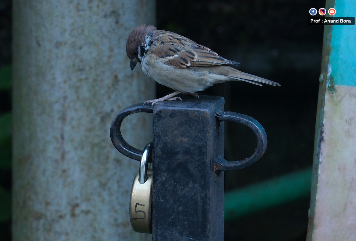 Ağaç Serçesi - ML645636299