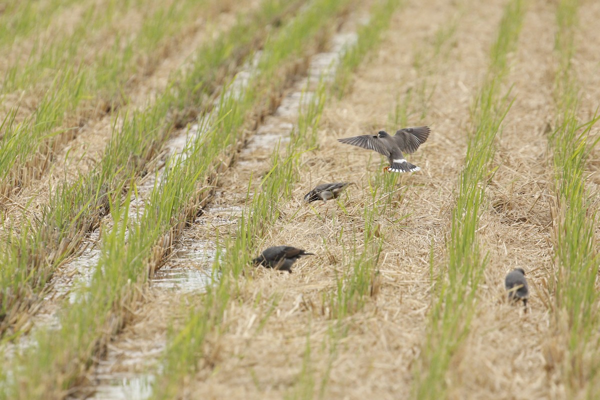 White-cheeked Starling - ML645636301