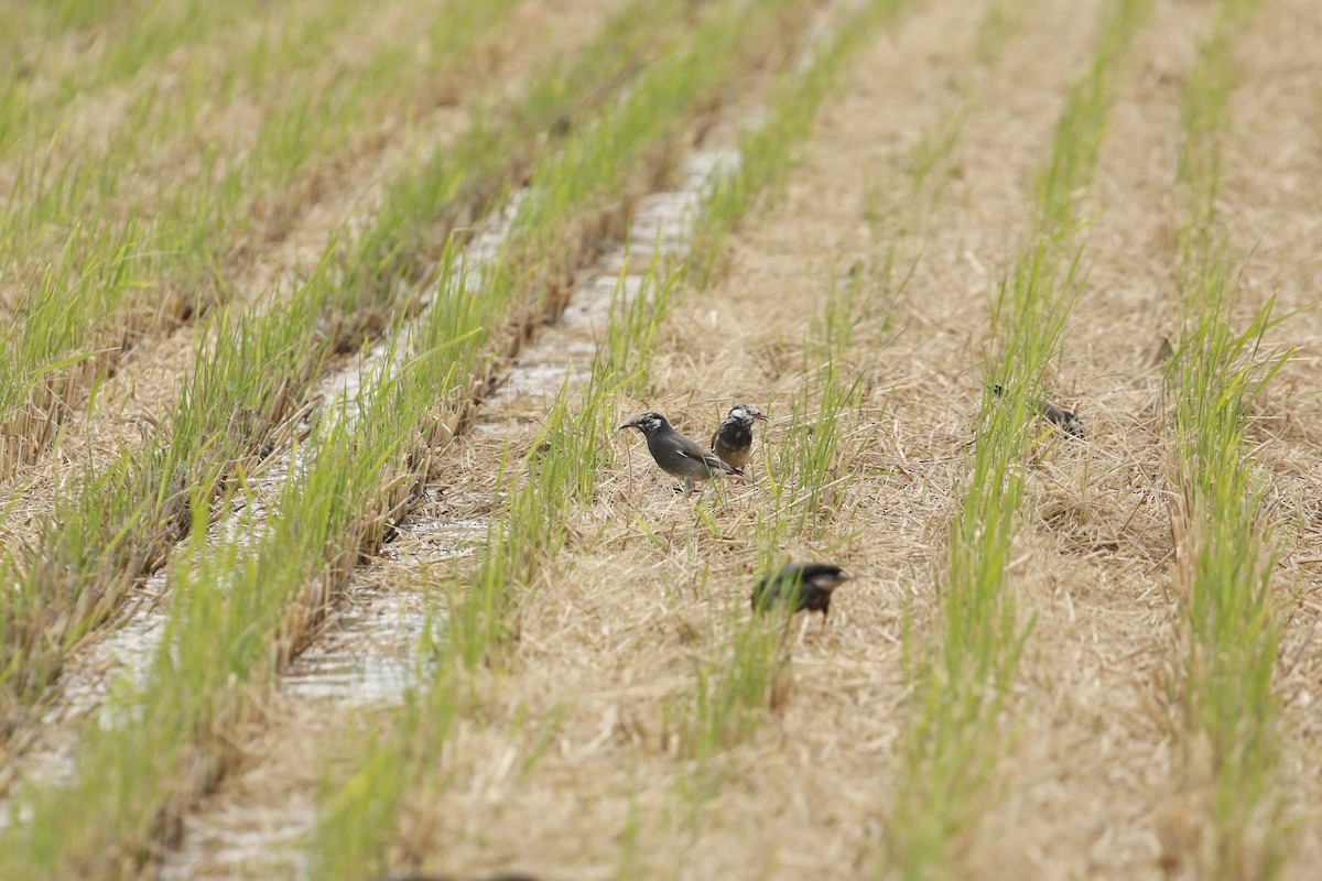 White-cheeked Starling - ML645636302