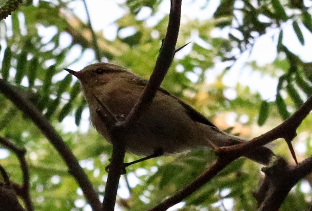 Brooks's Leaf Warbler - ML645636319
