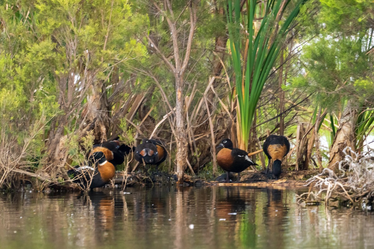 Australian Shelduck - ML645636321