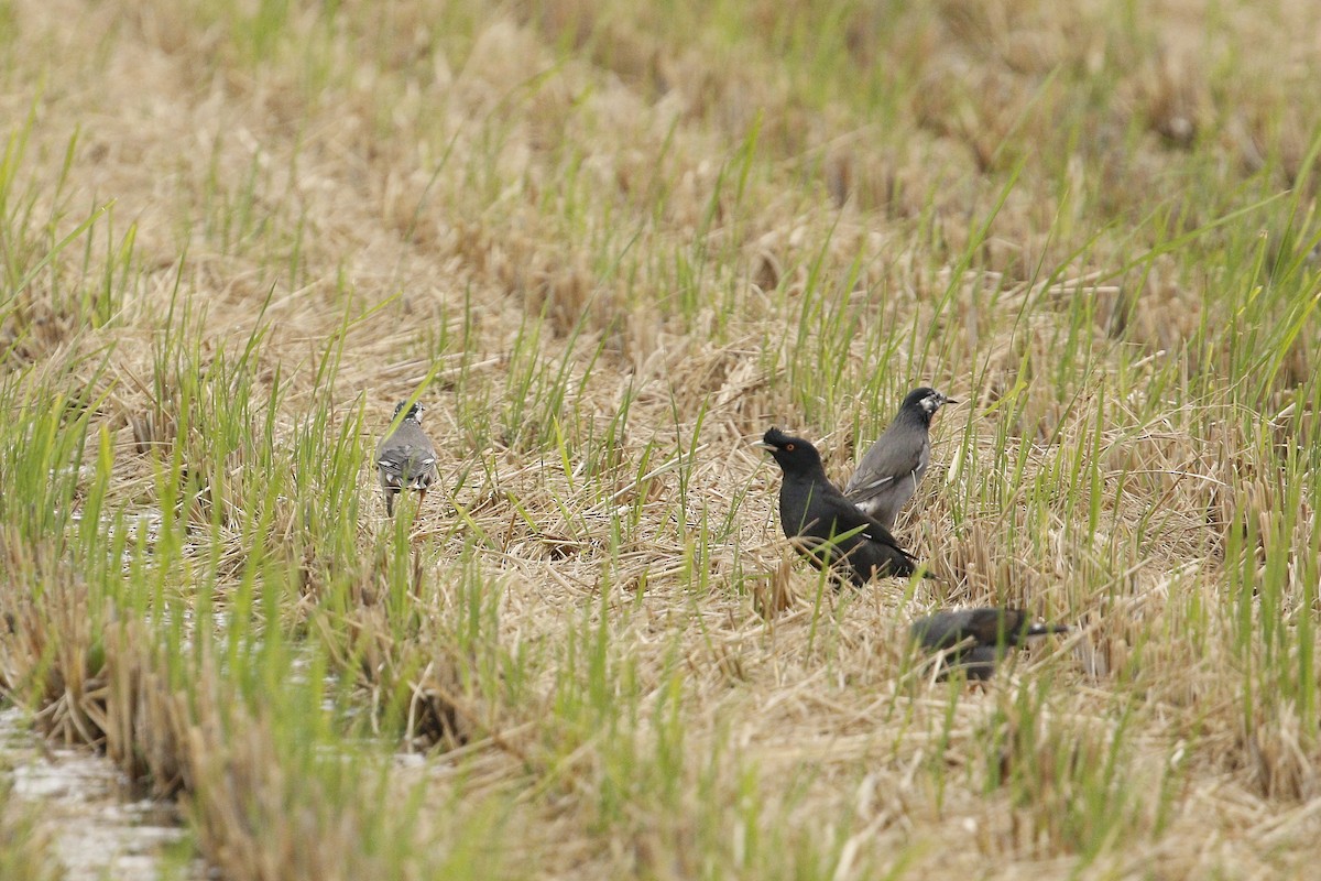 Crested Myna - ML645636322