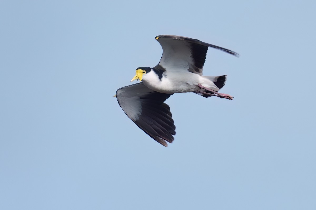 Masked Lapwing (Black-shouldered) - ML645636327