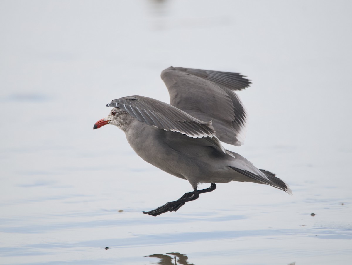 Heermann's Gull - ML645636329
