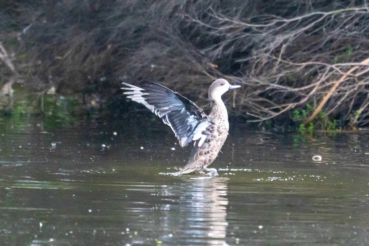 Gray Teal - ML645636330