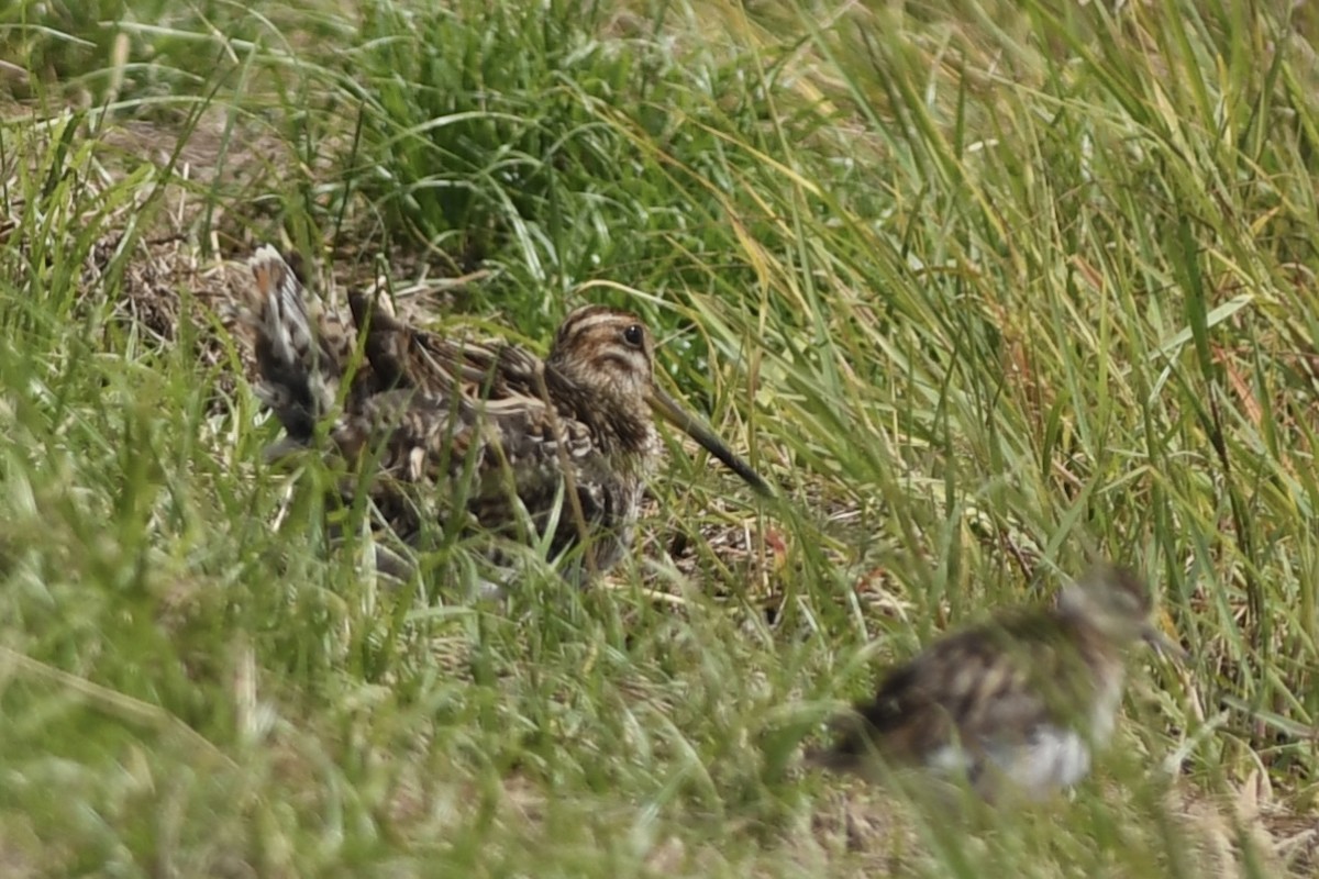 ハリオシギ - ML645636332