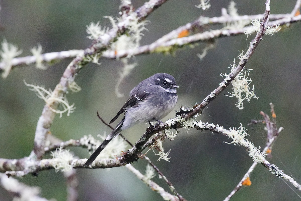 Rhipidure gris (keasti) - ML645636333