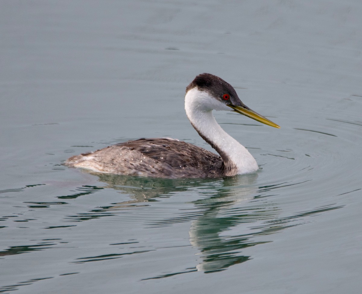 Murgil mendebaldarra - ML645636334