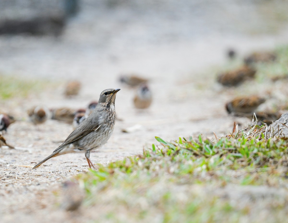 Red-throated Thrush - ML645636337