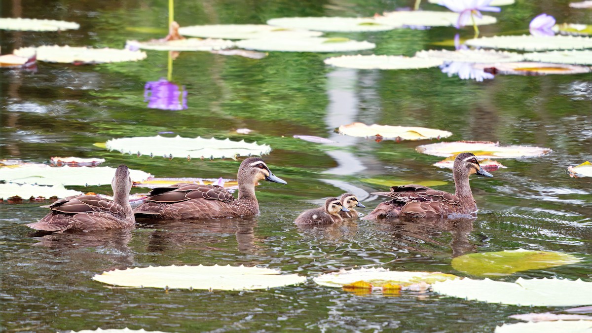 マミジロカルガモ - ML645636346