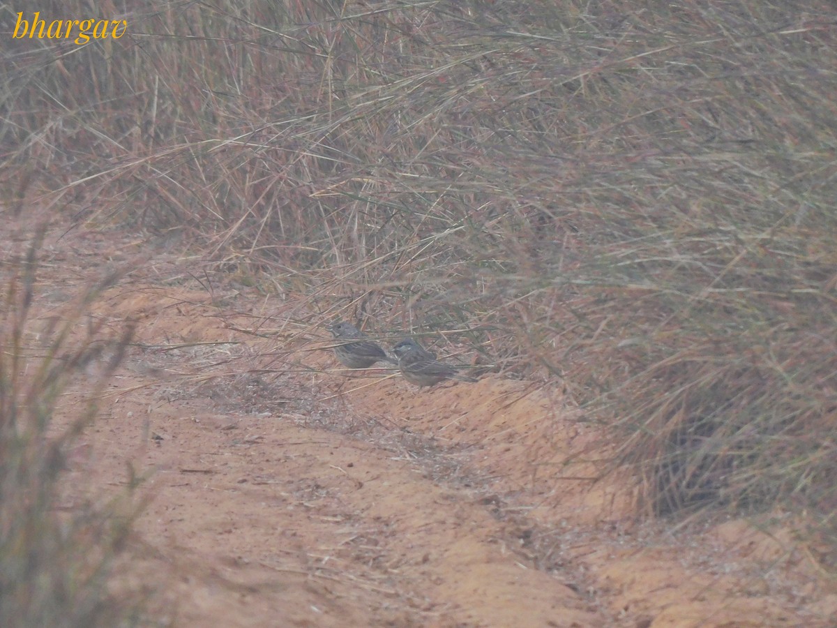 White-capped Bunting - ML645636347