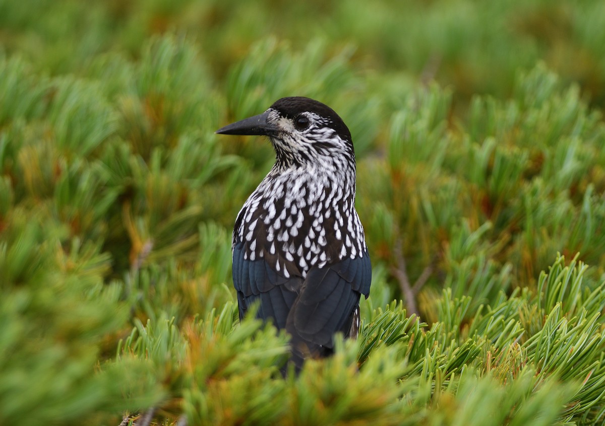 ホシガラス - ML645636351