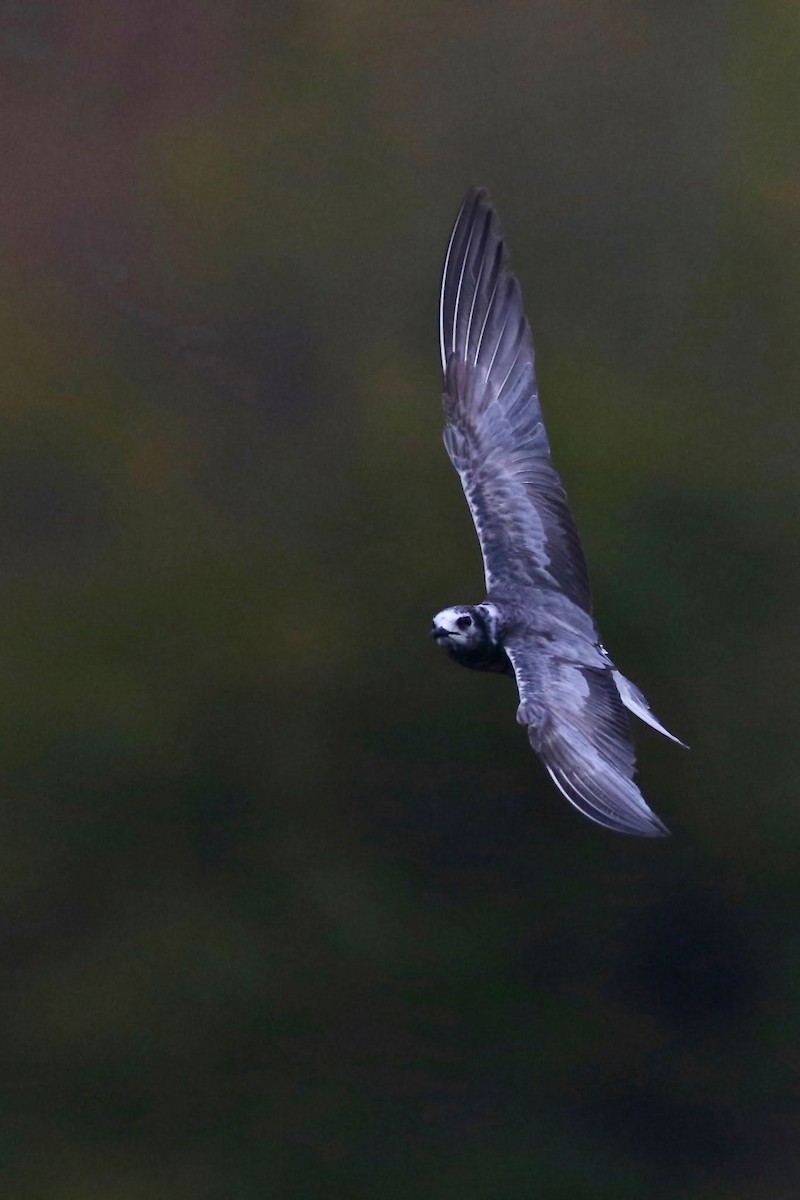 ハジロクロハラアジサシ - ML645636353