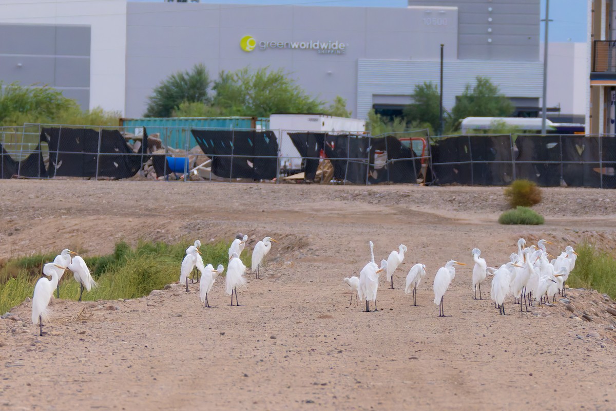 ダイサギ - ML645636355