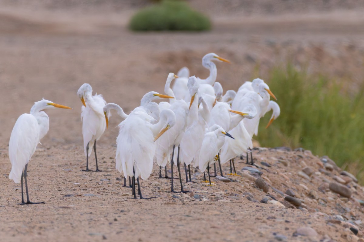 ダイサギ - ML645636356