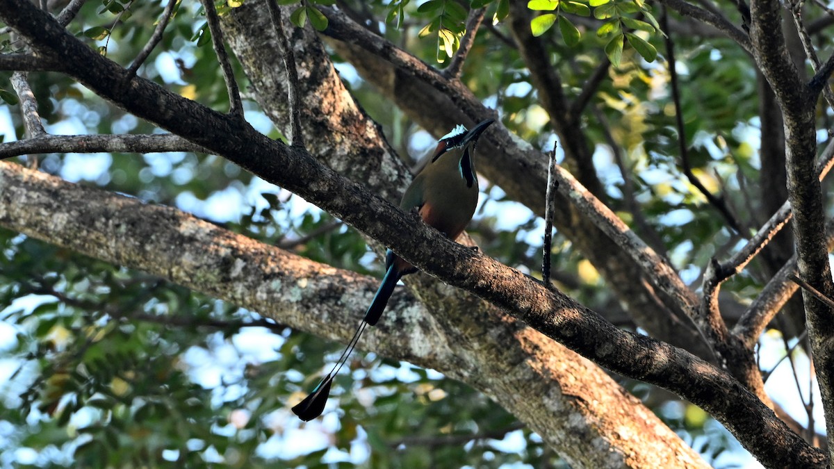 アオマユハチクイモドキ - ML645636357