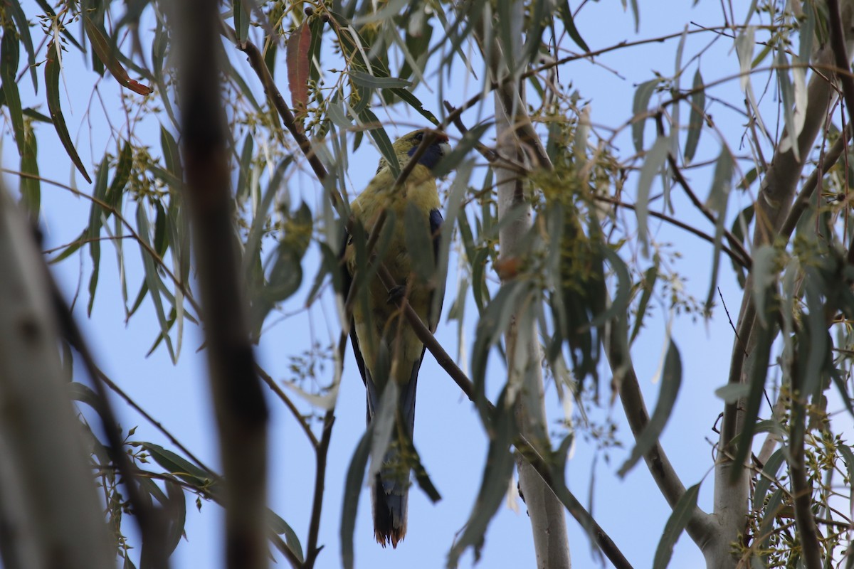 アカクサインコ（flaveolus） - ML645636358