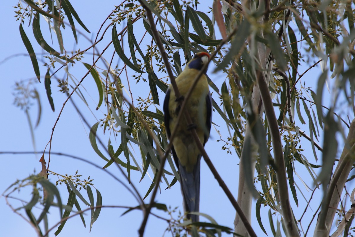 アカクサインコ（flaveolus） - ML645636359