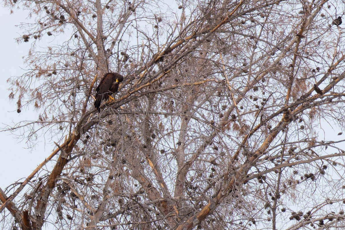 モモアカノスリ - ML645636360