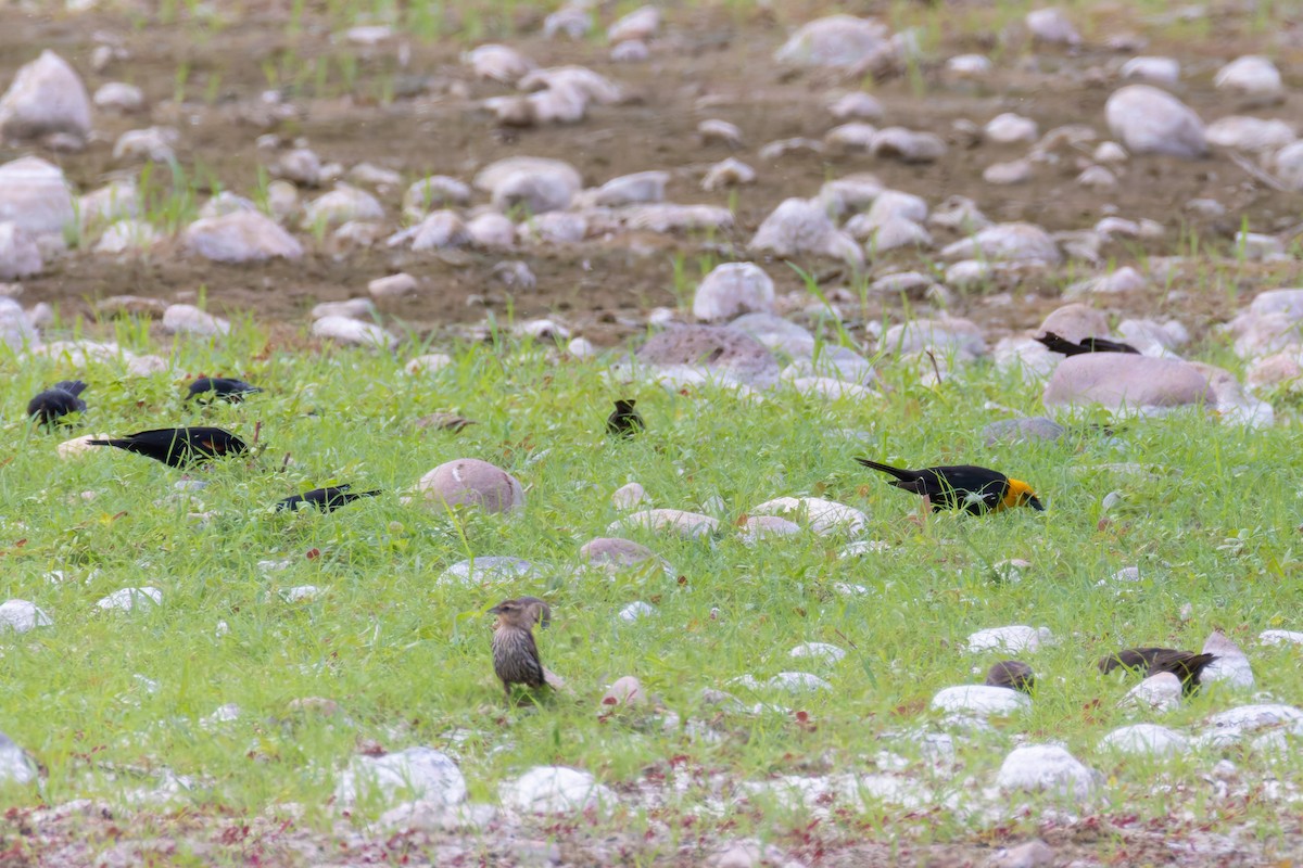 キガシラムクドリモドキ - ML645636367