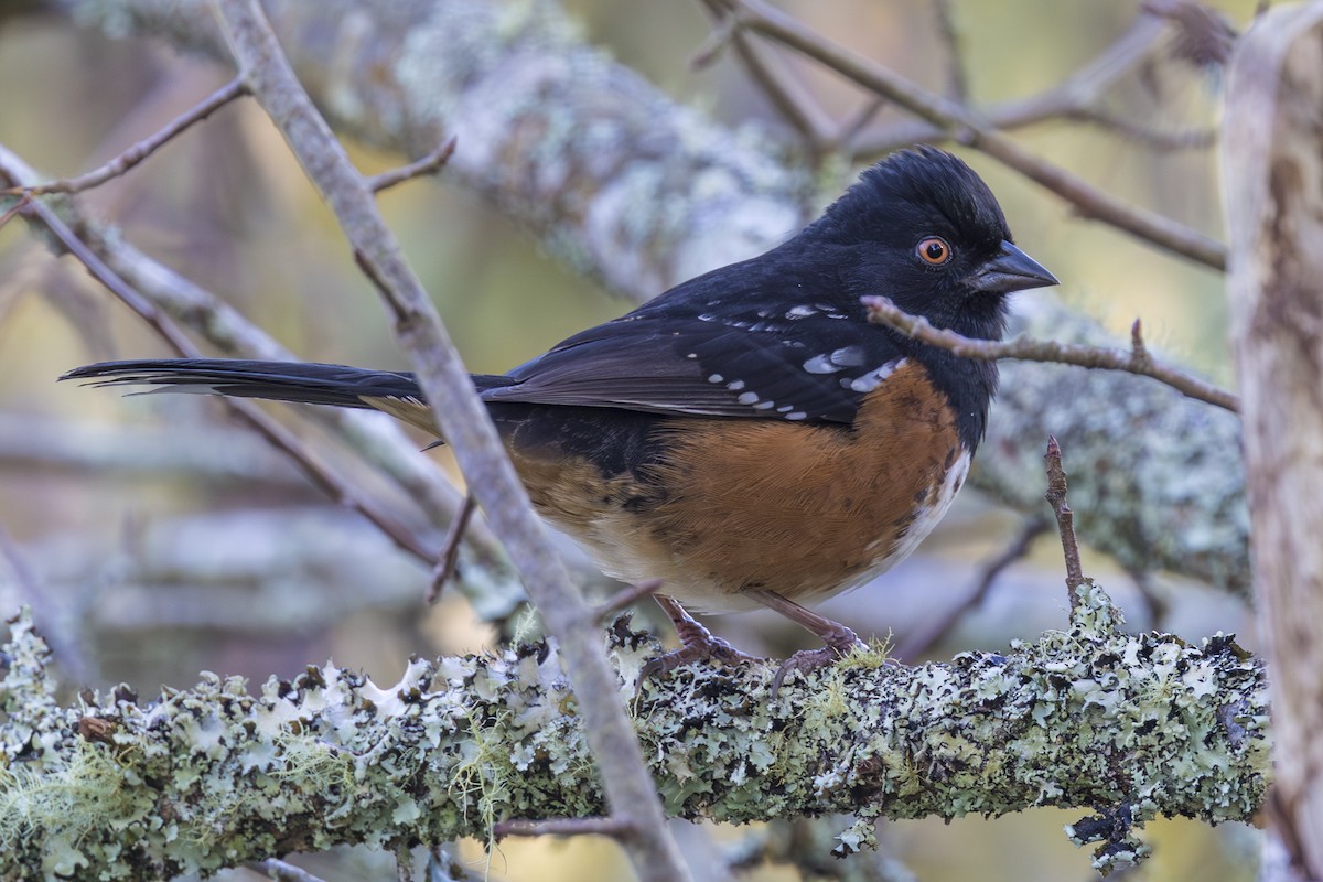 ホシワキアカトウヒチョウ - ML645636369
