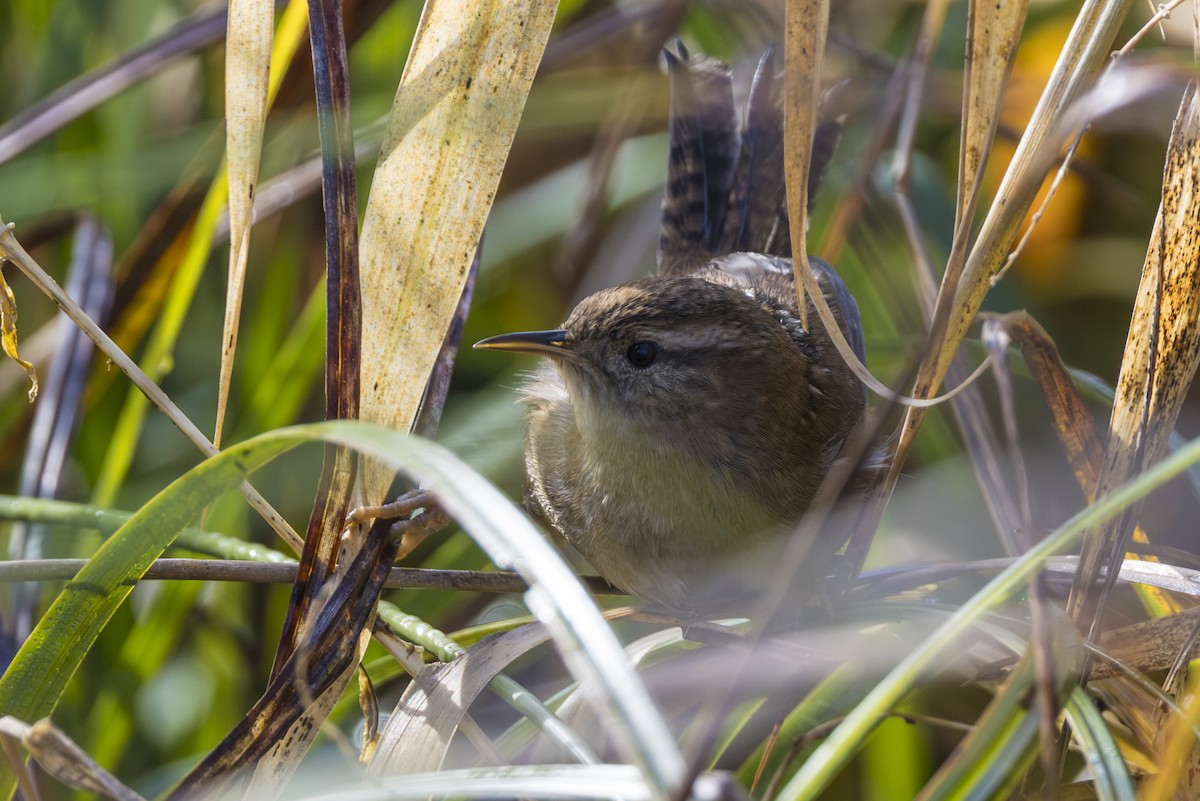 ハシナガヌマミソサザイ - ML645636372