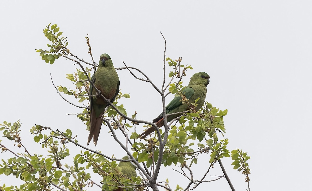 コイミドリインコ - ML645636377