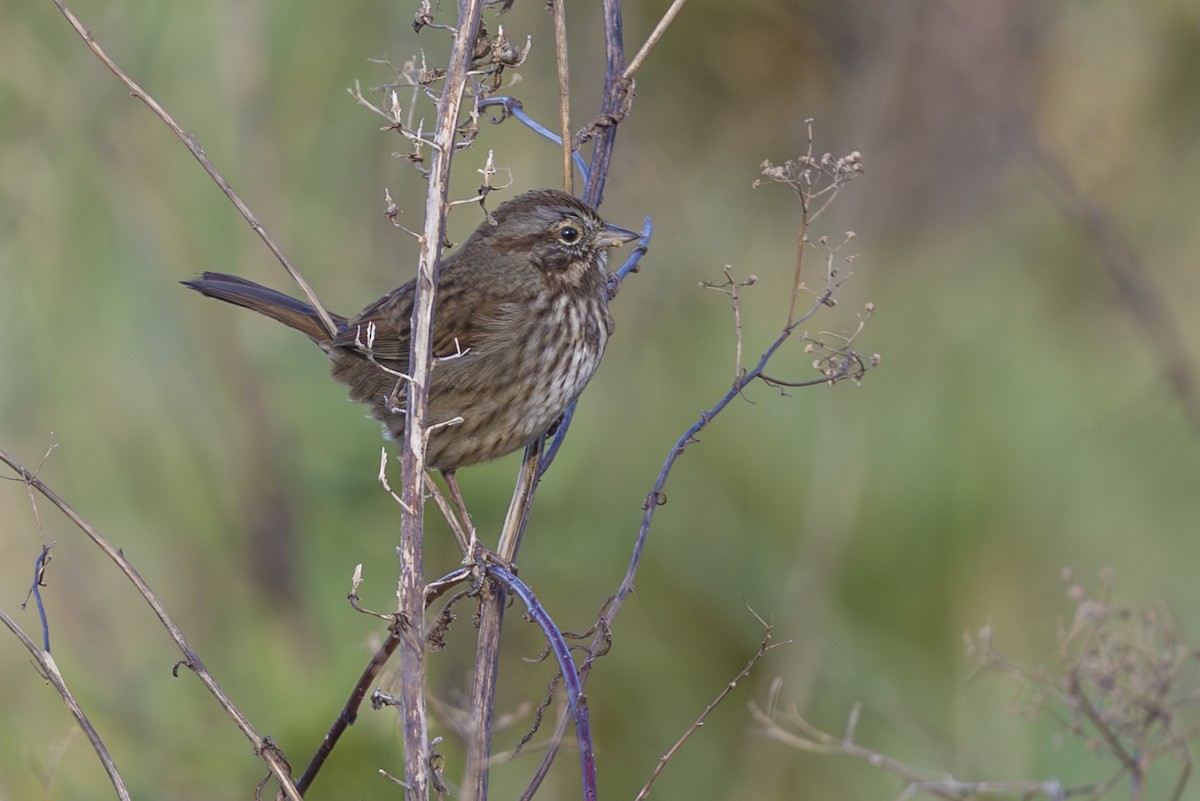 ウタスズメ - ML645636378