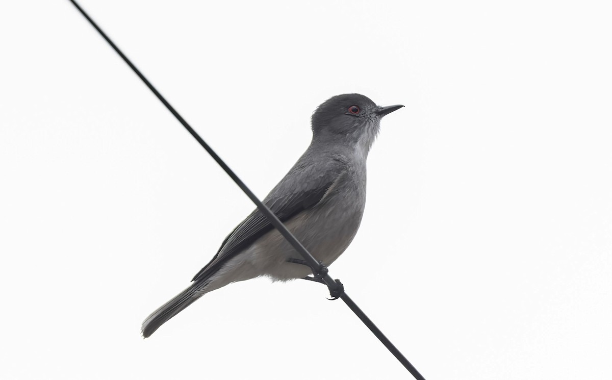 アカメタイランチョウ - ML645636380