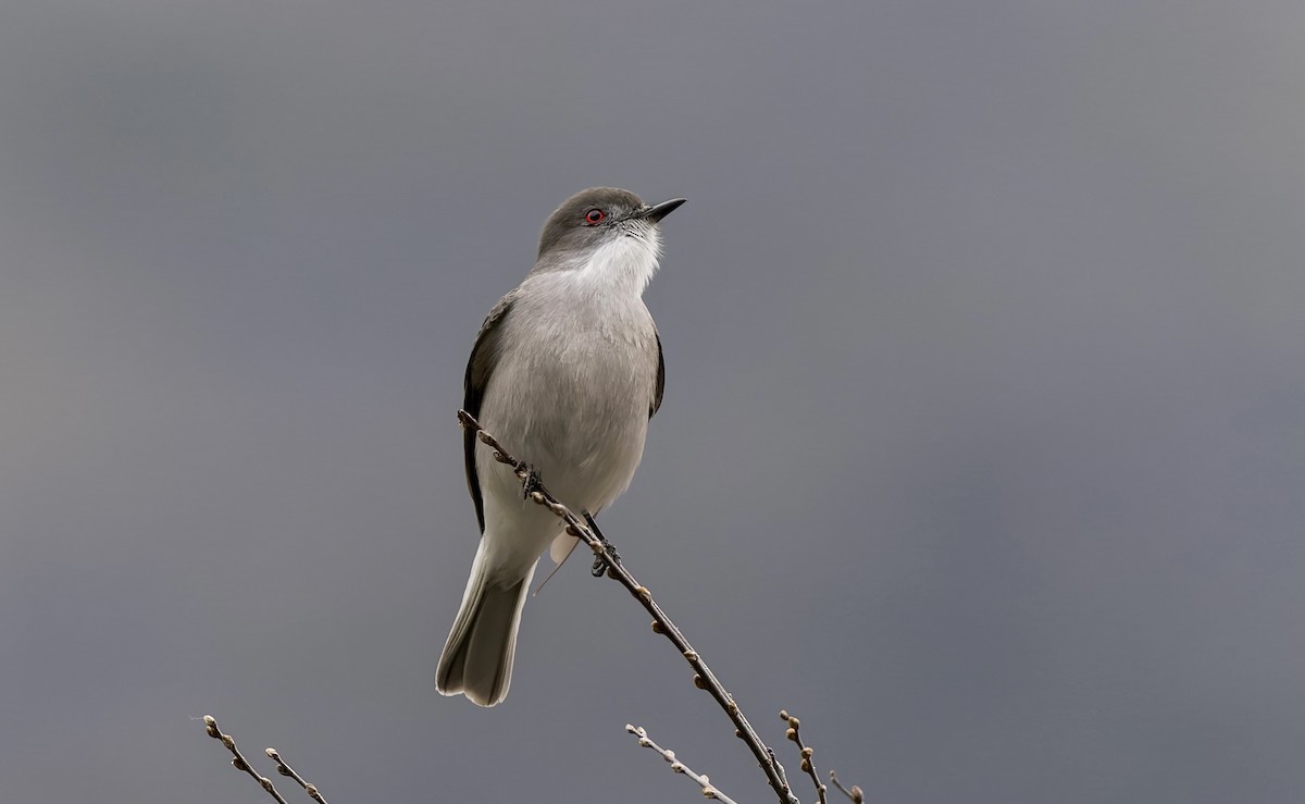 アカメタイランチョウ - ML645636381