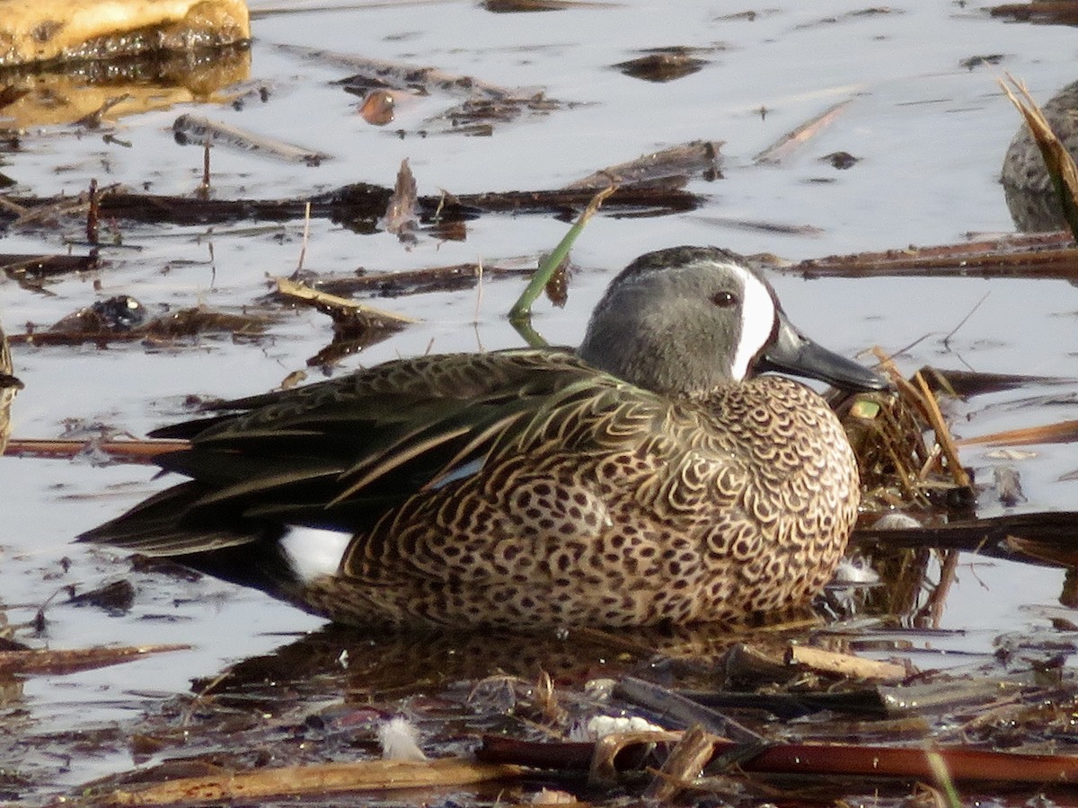 ミカヅキシマアジ - ML645636382