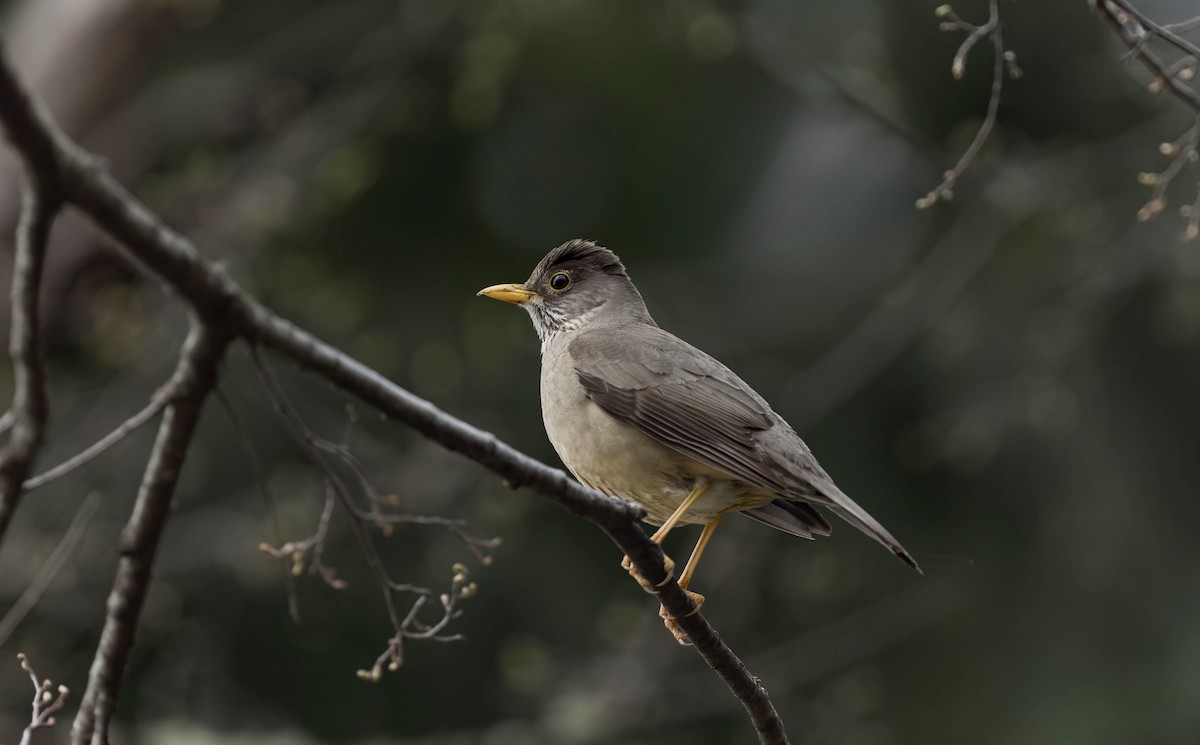 フォークランドツグミ - ML645636383