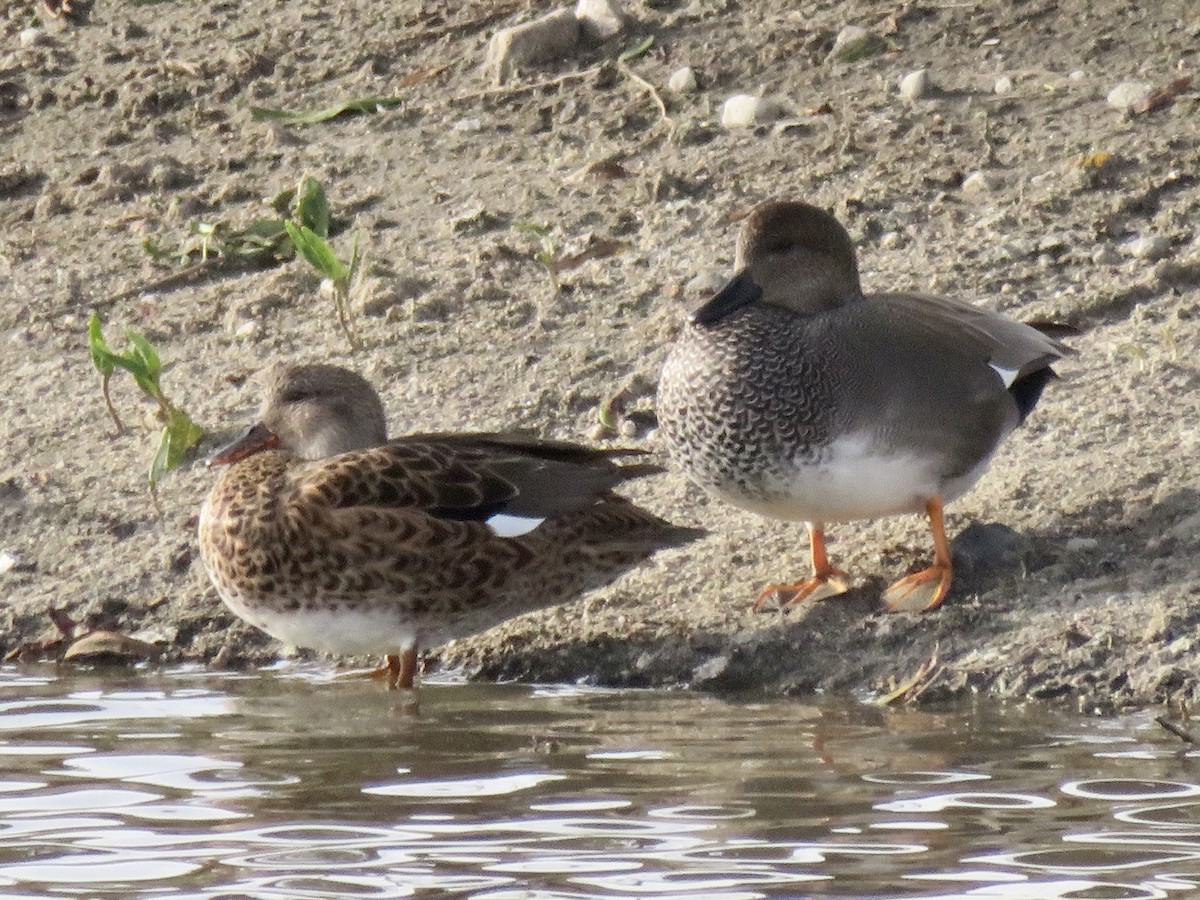 オカヨシガモ - ML645636384