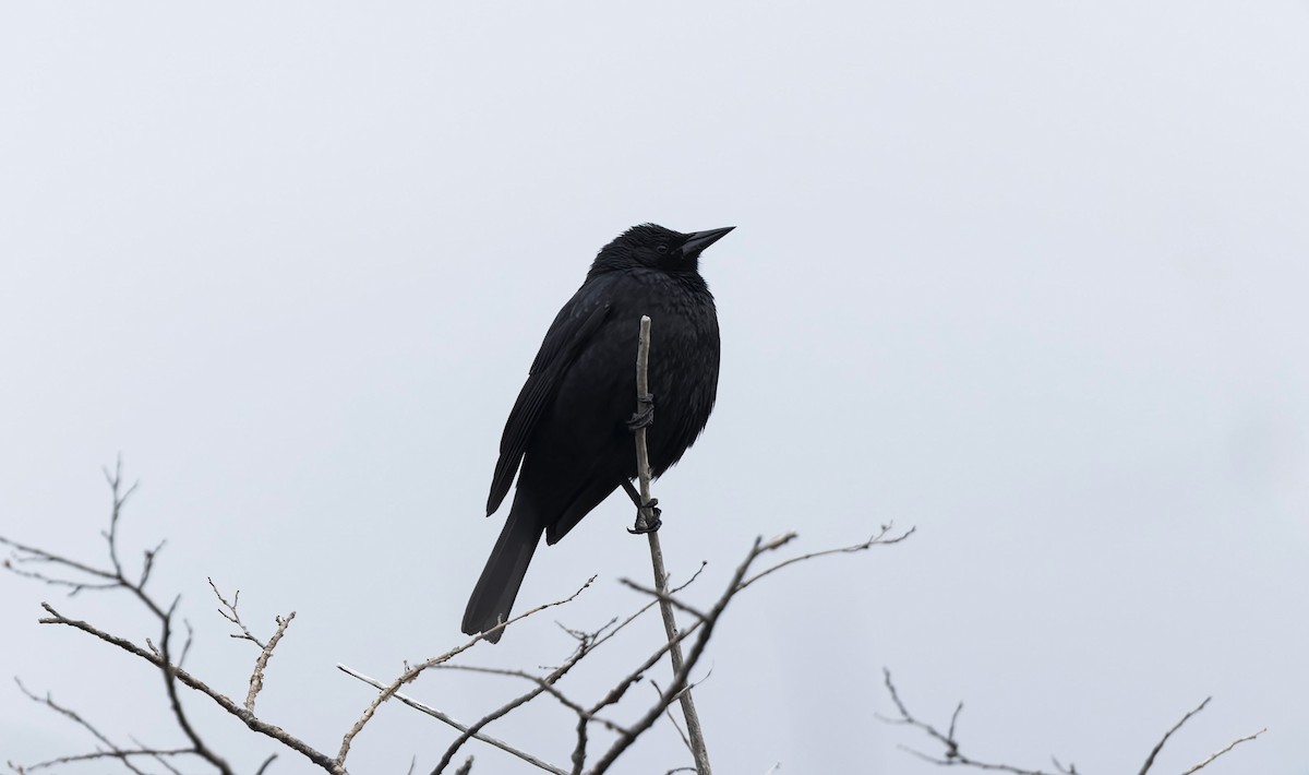 ミナミムクドリモドキ - ML645636385